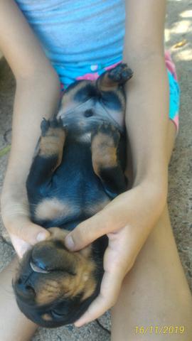 Vendo filhotes Basset (Cofap) - Foto 6