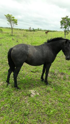 Égua quarto de milha