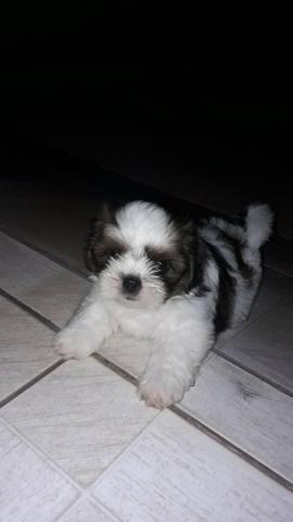 Vendo dois Shih tzu
