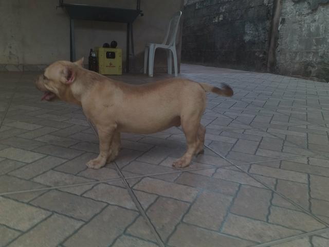 American Bully - Foto 2