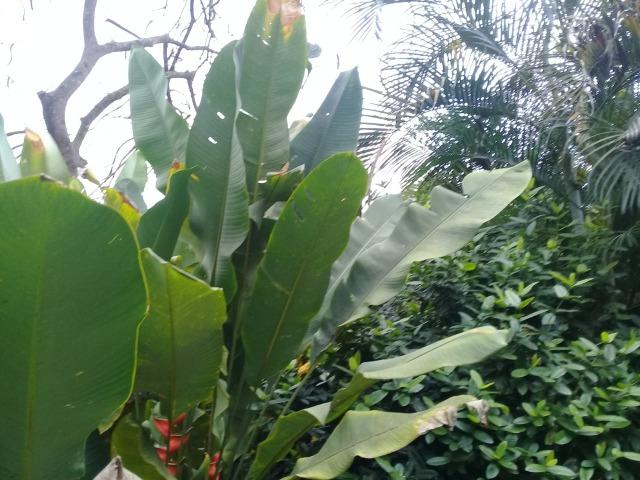 Pequeno sítio de 720 m2, todo plantado em Itambi - Foto 15