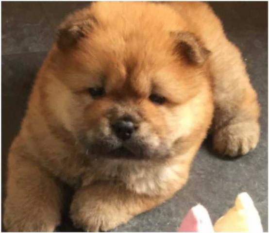 Chow-chow Vermelho/Creme/Dourado/Preto/Branco - todos no excelente padrão da raça