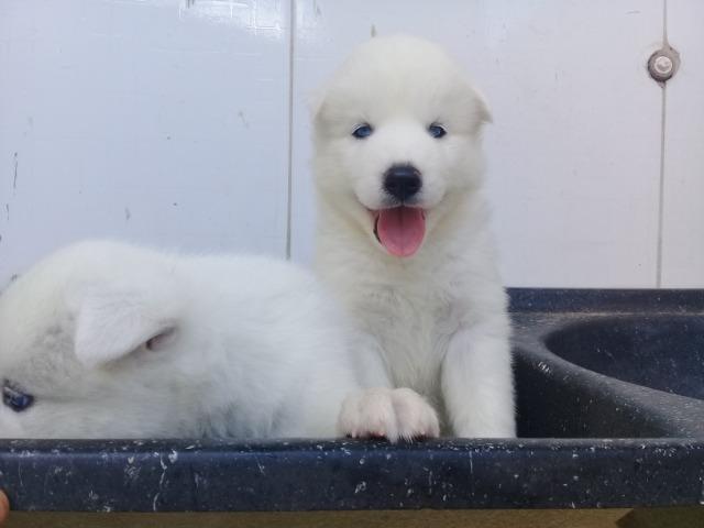 Filhotes de husky, pais com pedegree.vacinado e vermifugados