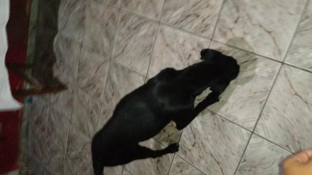 Doa - se labrador mestiço - Foto 4