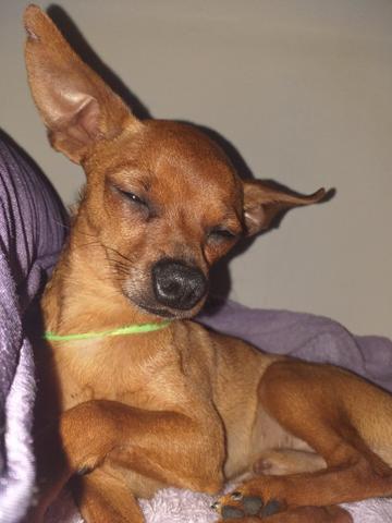 Pinscher - Foto 6