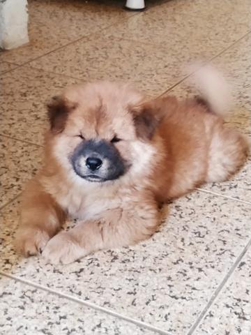 Vendo filhotes de Chow Chow - Foto 3