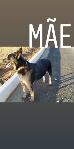Filhote de Boiadeiro Australiano (Blue Heeler)