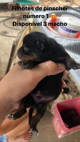 Filhotes de pinscher!