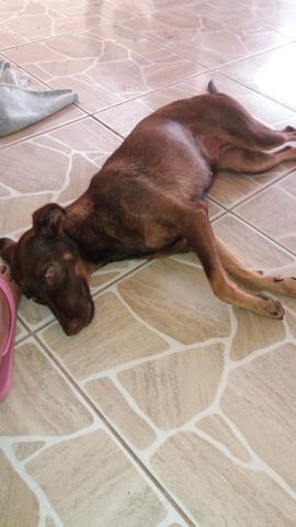 Cachorra para doação - Foto 2