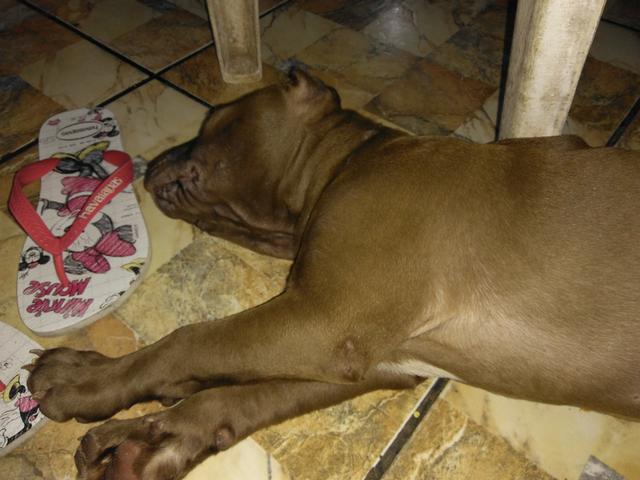 Vendo lindo Pitbull macho com duas vacinas já aplicadas - Foto 3
