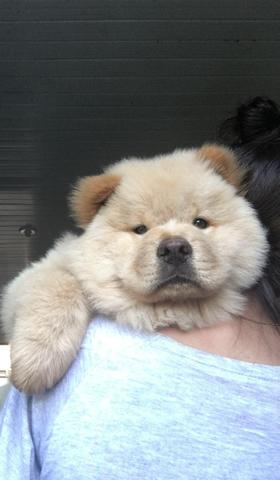 Chow Chow - Foto 3