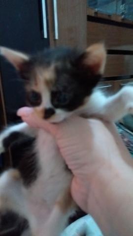 Doação de gatinhos - Foto 2