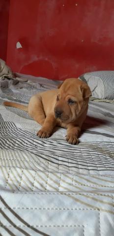 Sharpei fêmea - Foto 2