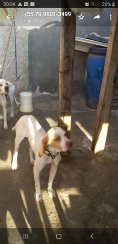Pointer inglês