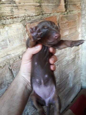 Filhotes doberman - Foto 6