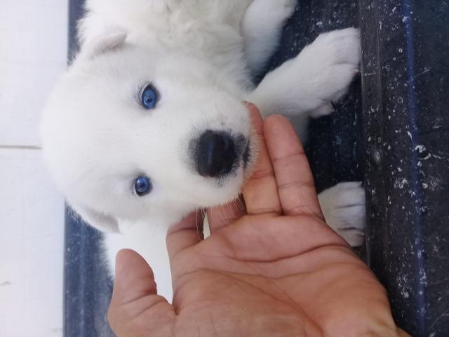 Filhotes de husky, pais com pedegree.vacinado e vermifugados - Foto 5