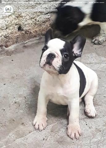 Buldogue Francês - Foto 2