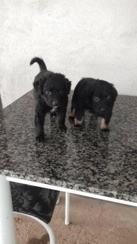 Filhote cachorro poodle + chow chow
