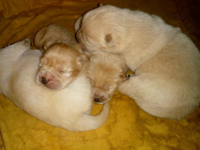 Lindos filhotes Chow Chow porte americano linhagem maravilhosa - Foto 4