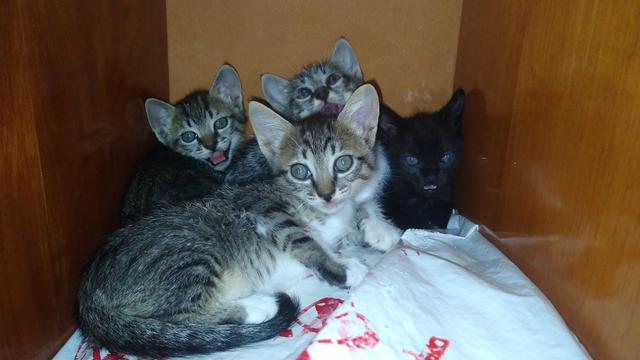 Filhotinhos de gatos para ADOÇÃO - Foto 4
