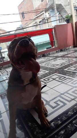 Pitbull apbt - Foto 4