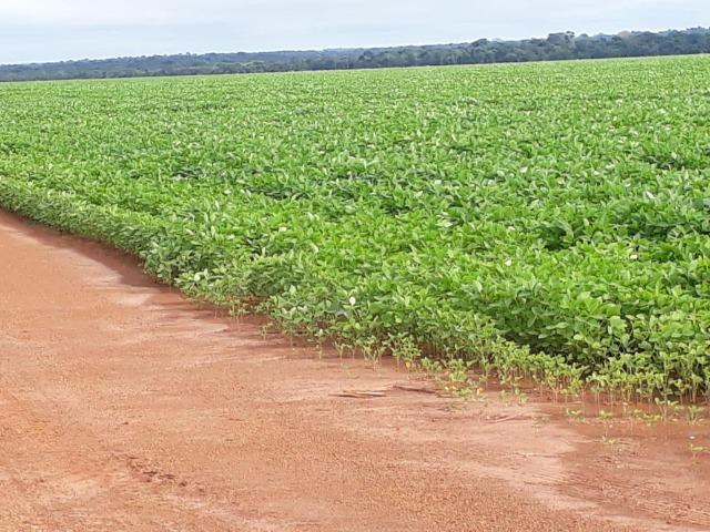 Fazenda 1100 Ha - Sorriso - lavoura