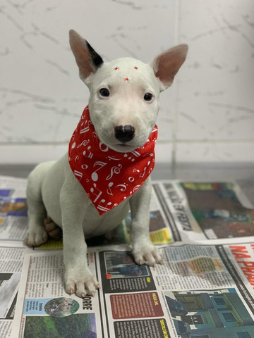 Bull Terrier -Vacinado - Foto 2