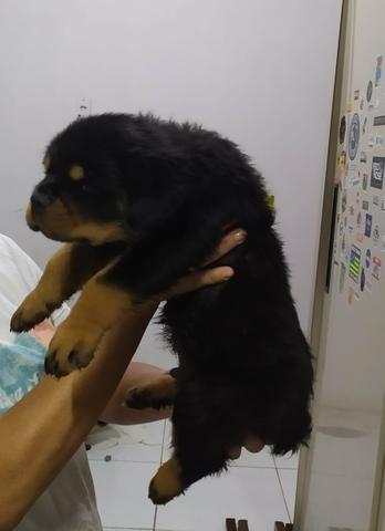 Filhotes de rottweiler