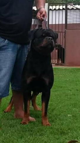 Filhotes de rottweiler - Foto 5