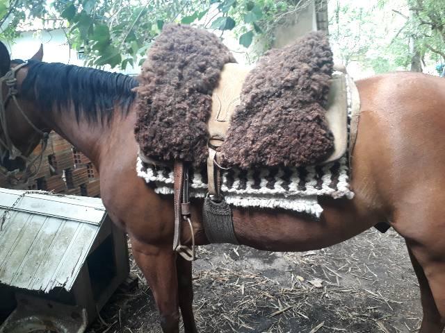 Cavalo quarto de milha PO com documentos - Foto 3