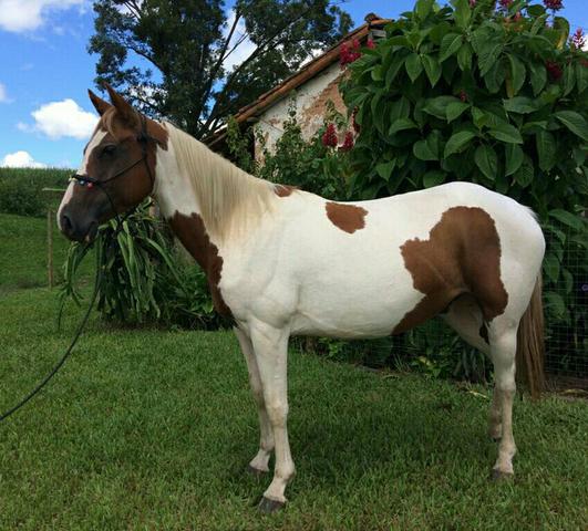 Égua Paint Horse - Foto 4