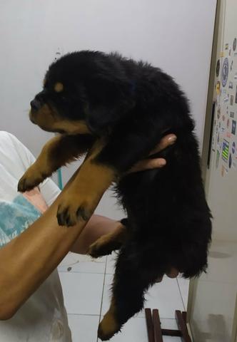 Filhotes de rottweiler - Foto 2