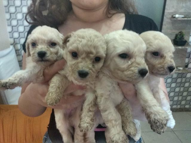 Vendo filhotes de poodle - Foto 2