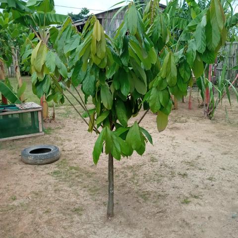 Troco por colônia essa casa ! - Foto 10