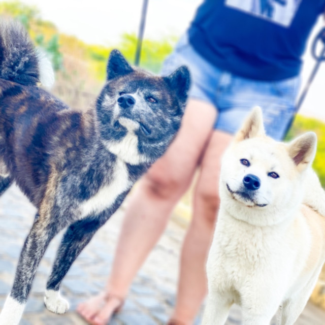 Filhotes de akita / SÓ RESTAM 2 - Foto 3