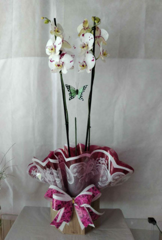 Floricultura Raquel Flores Guara 2 Outros Itens Para Comercio E Escritorio Guara Ii Brasilia 825979704 Olx