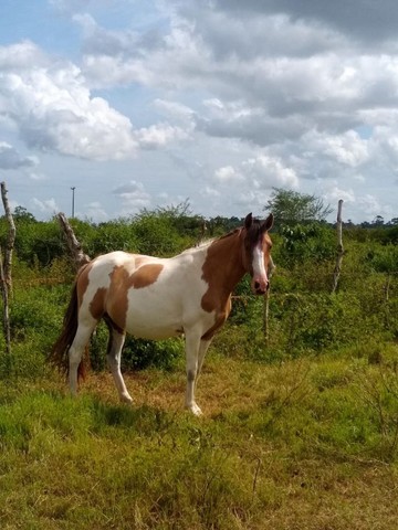 Égua e Cavalo Pampa 