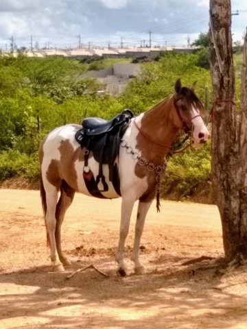 Égua e Cavalo Pampa 