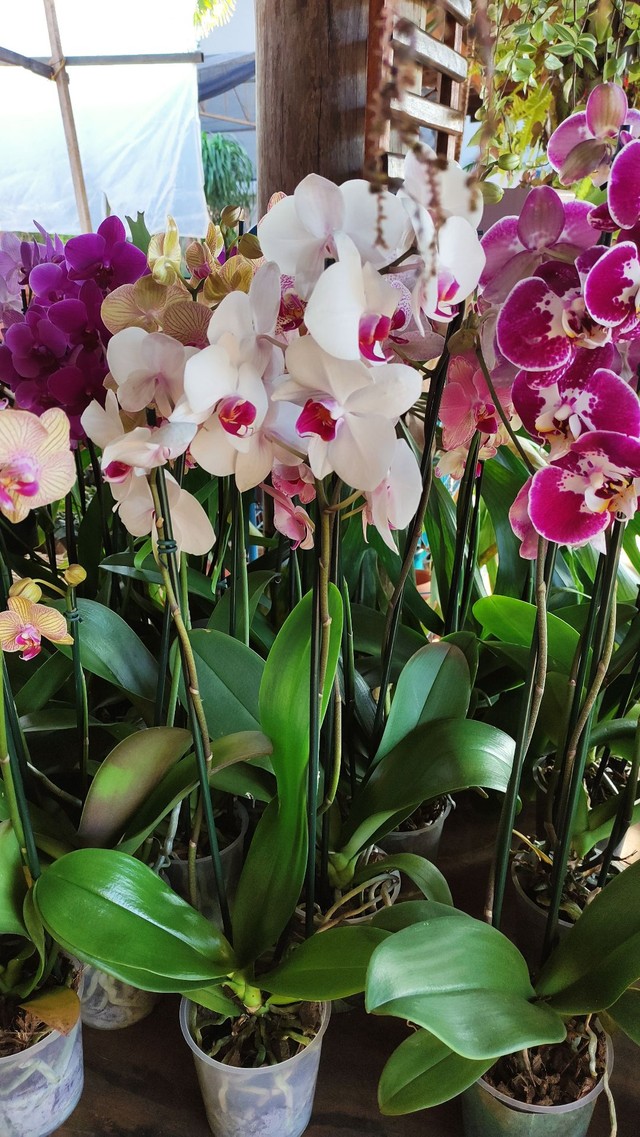 Orquídeas floridas  - Foto 4