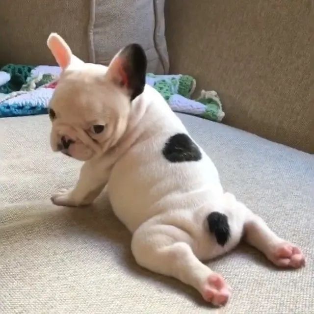 Bulldog Francês, fêmeas e machos, vacinados e vermifugados c gtias d saúde em contrato.