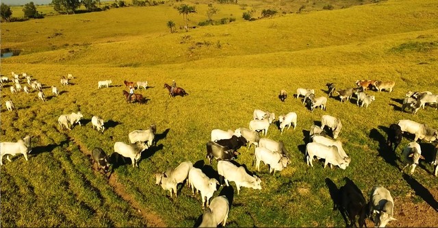 190.000.000         Vende-se 1.242 hectares - Foto 4