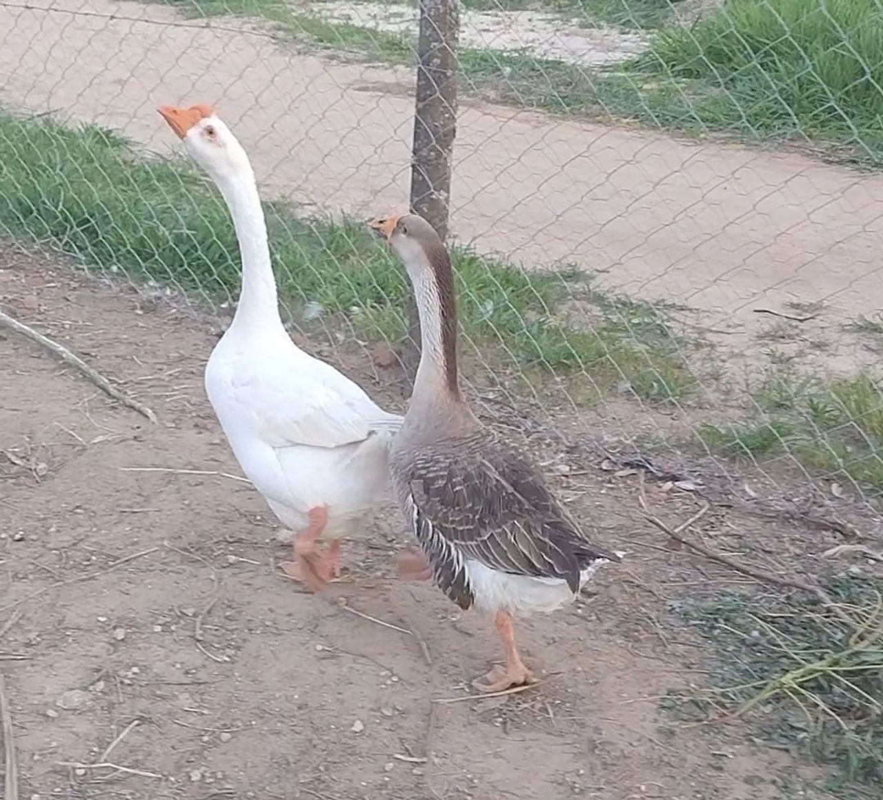 Casal de Ganso! - Foto 2