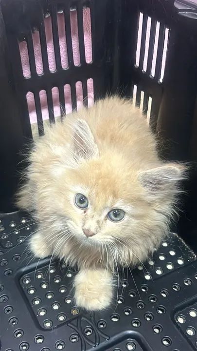  Maine Coon disponível  - Foto 2