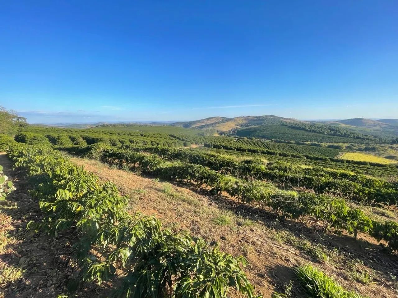 Fazenda de café no sul de minas  - Foto 3