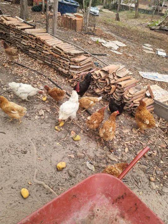 Galinhas caipiras - R$ 40 cada