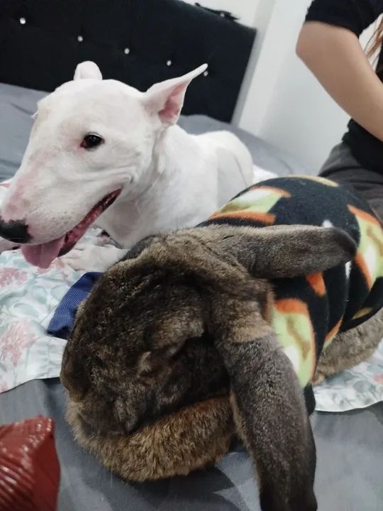 Coelhogigante de flandes  Fofo para Adoçãoresponsavel para crianças  - Foto 2