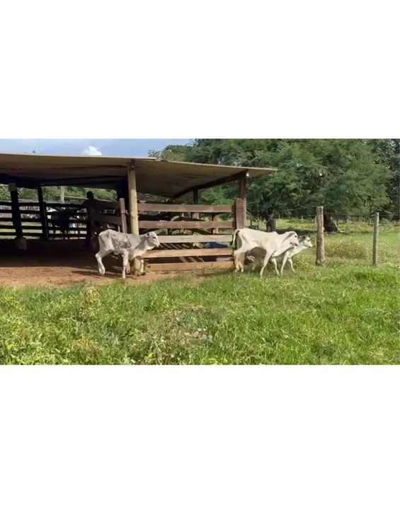 10 Vacas Paridas  - Foto 6