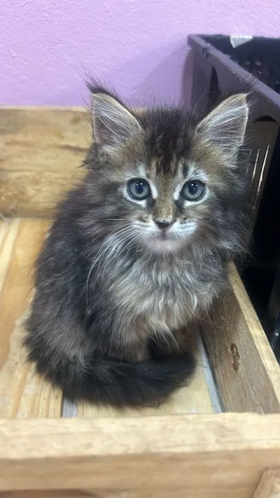 Maine Coon disponível
