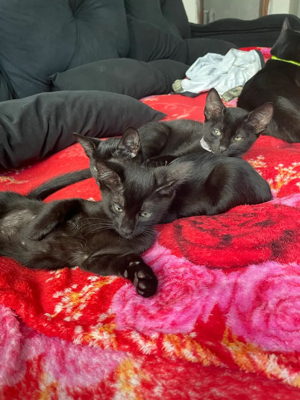 Doação de gatinhos 