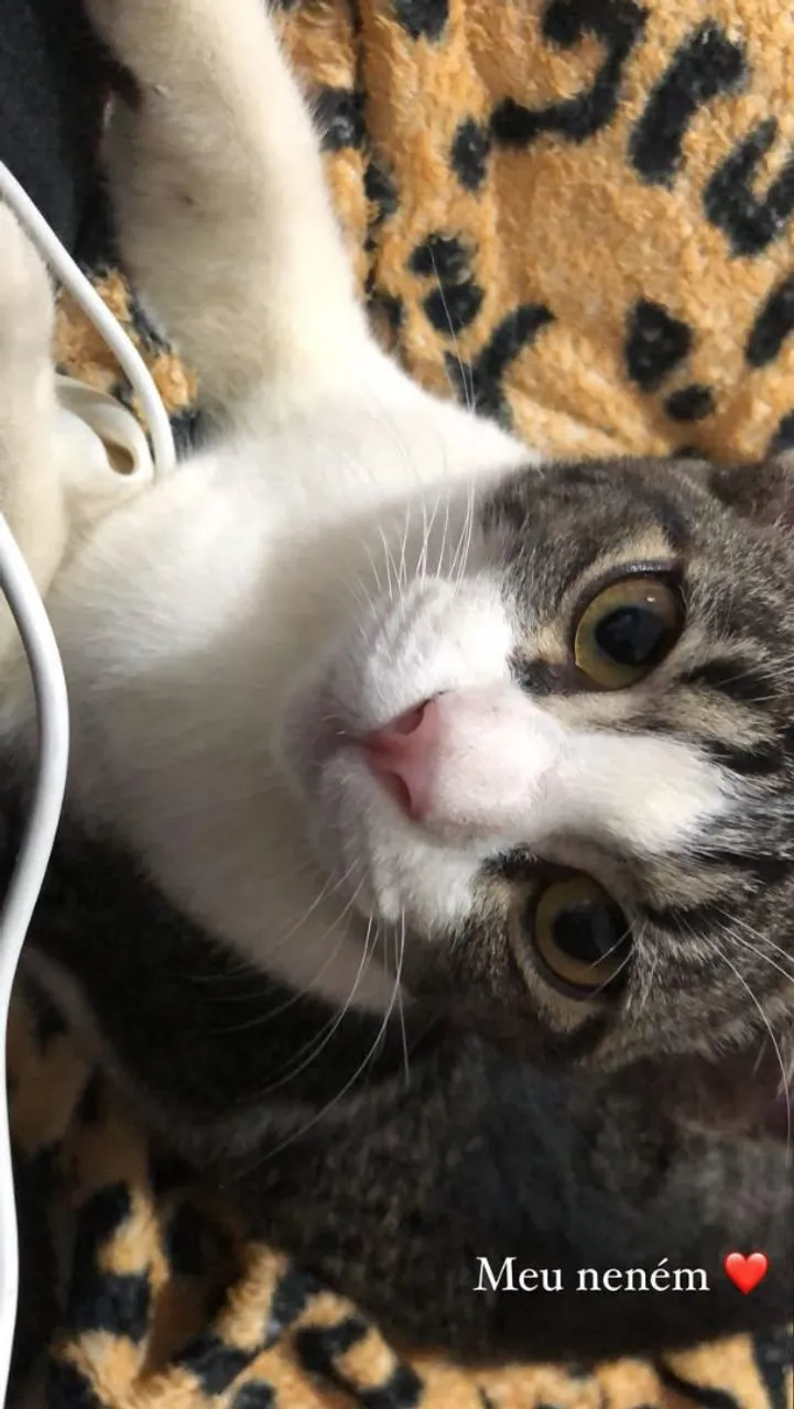 Gato macho para adoção